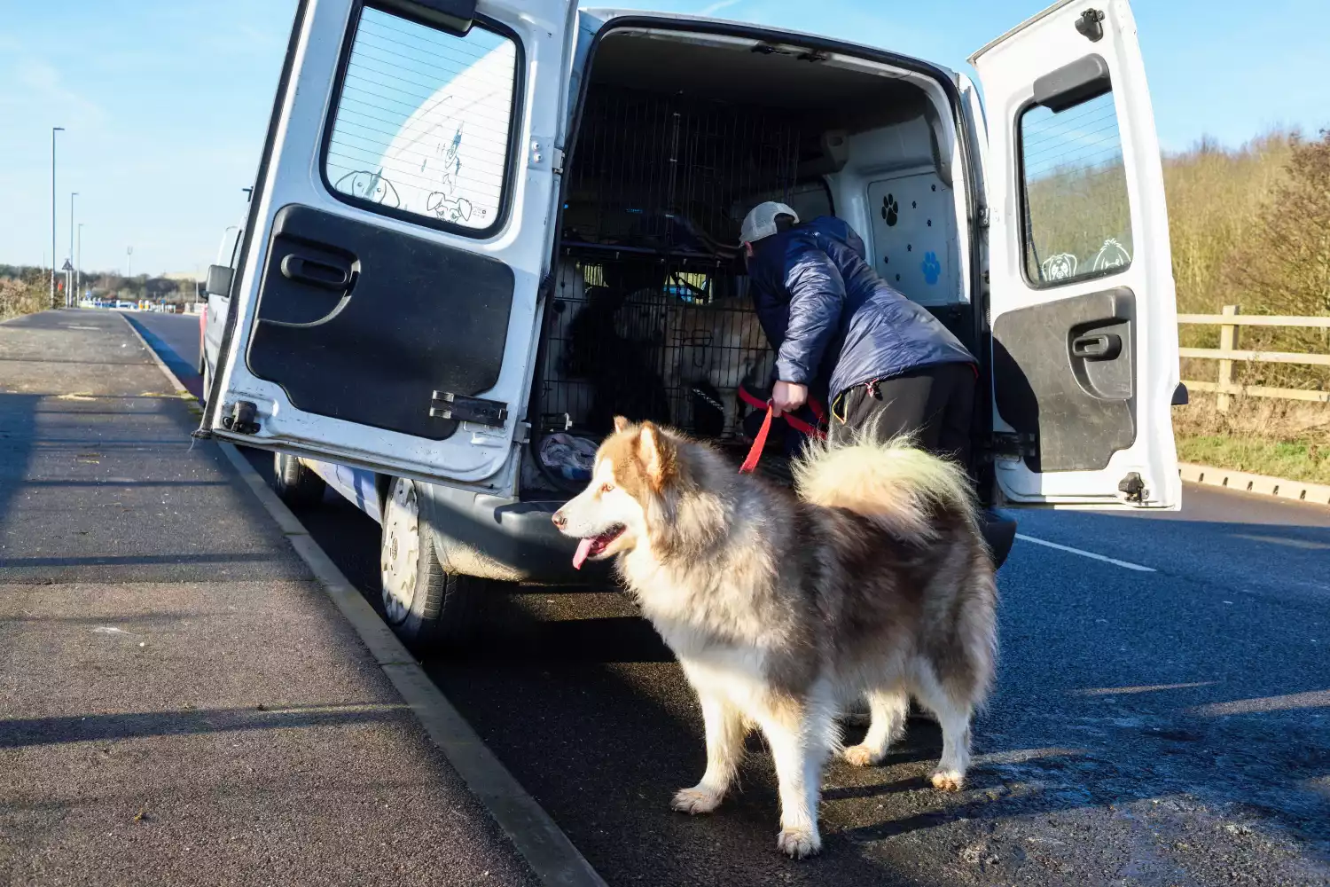 GMC Sierra Dog Safety Belt for Alaskan Malamutes