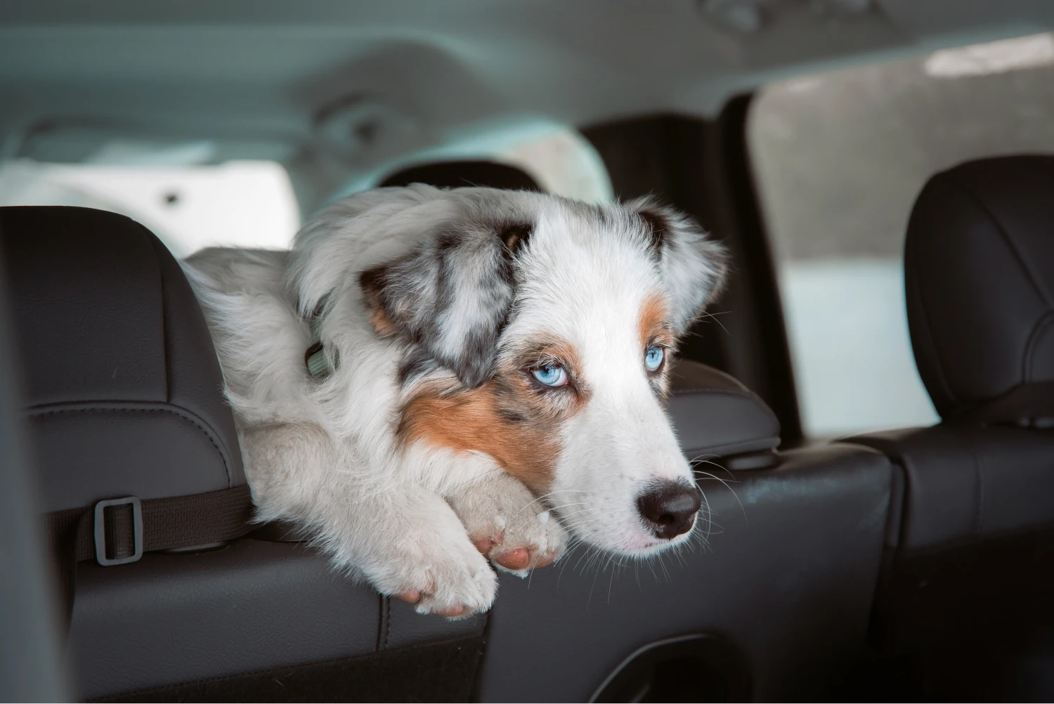 Mazda3 Dog Safety Belt for Australian Shepherds