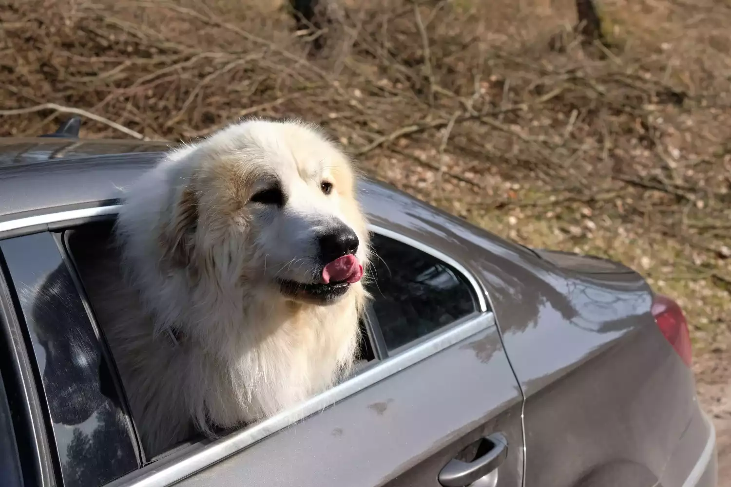 Mazda CX-5 Dog Safety Belt for Great Pyrenees